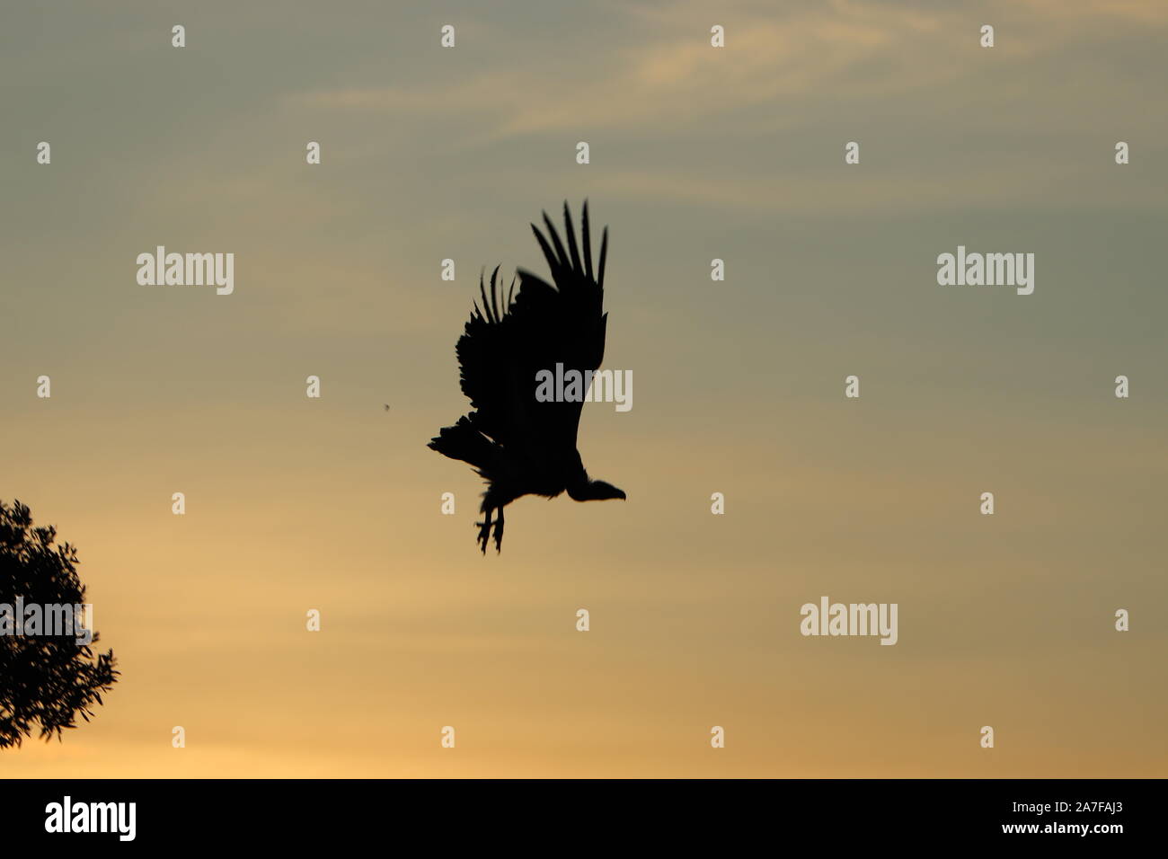 Silhouette di flying vulture. Foto Stock