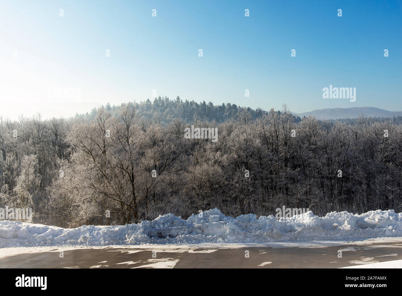 Leafles alberi sotto la neve e il tempo chiaro. Foto Stock