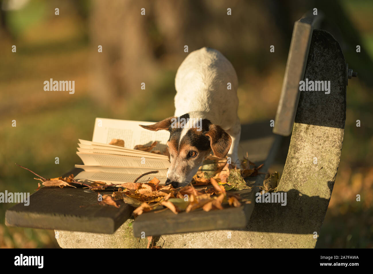 Russell Terrier cane la lettura di un libro su un banco di lavoro. Il cane è di 13 anni. Foto Stock