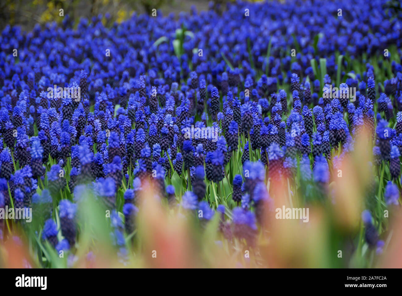 Campo della vibrante blu lavanda fiori in fiore. Foto Stock