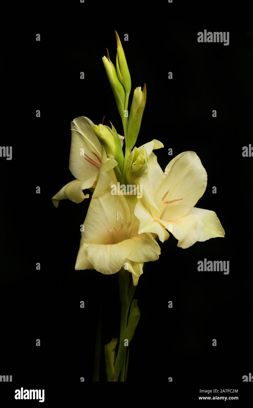 La crema gladioli fiori isolati contro il nero Foto Stock