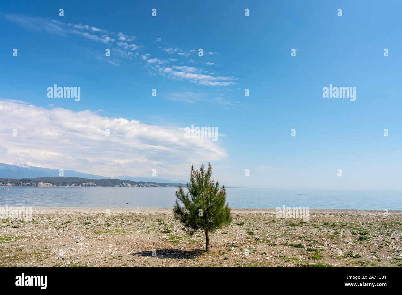 Un albero solitario su una spiaggia in Gagra nel paese non riconosciuto di Abkhazia Foto Stock