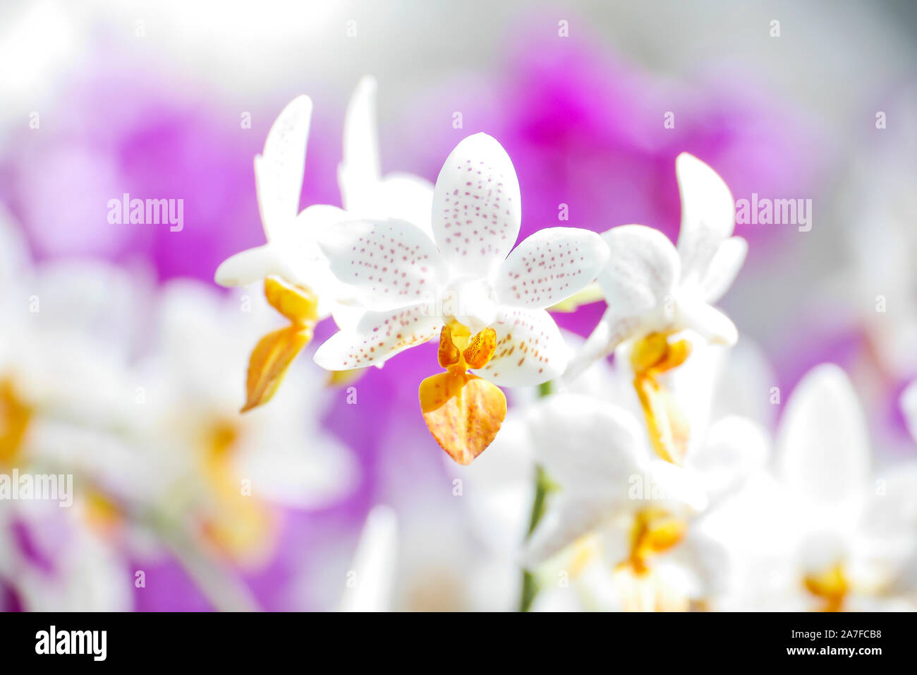 Moth orchid con macchie di colore giallo su petali di colore bianco. La messa a fuoco in primo piano. Foto Stock