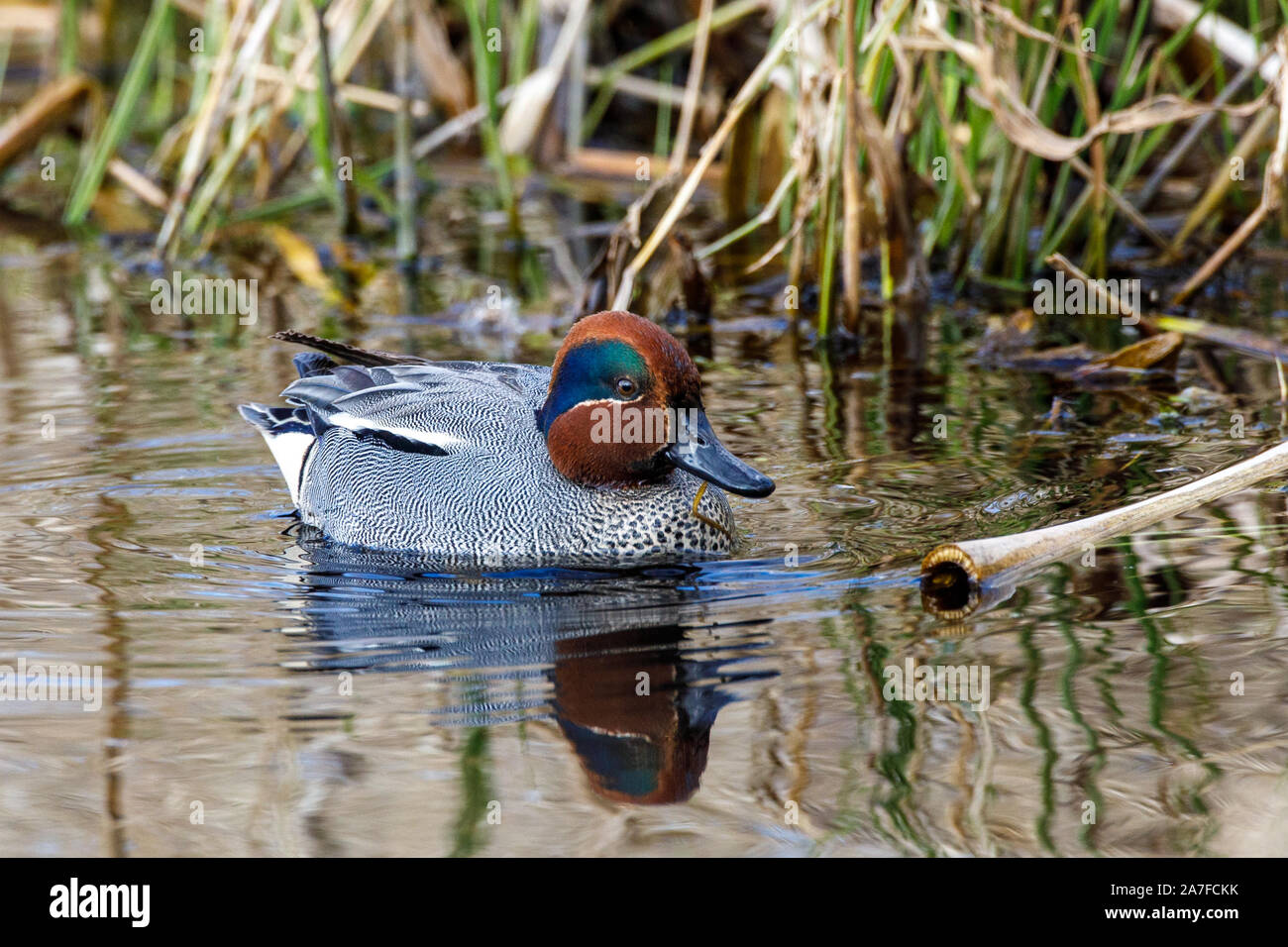 Eurasian Teal, Anas crecca Foto Stock