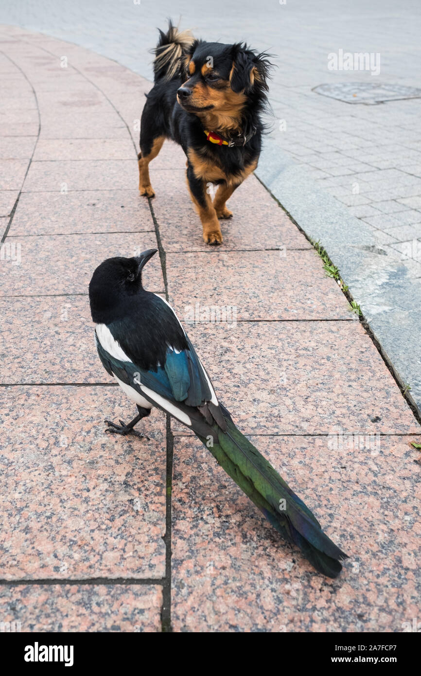 Un insolito immagine di un cane piccolo di fronte ad una gazza. Prese a Odessa, Ucraina Foto Stock