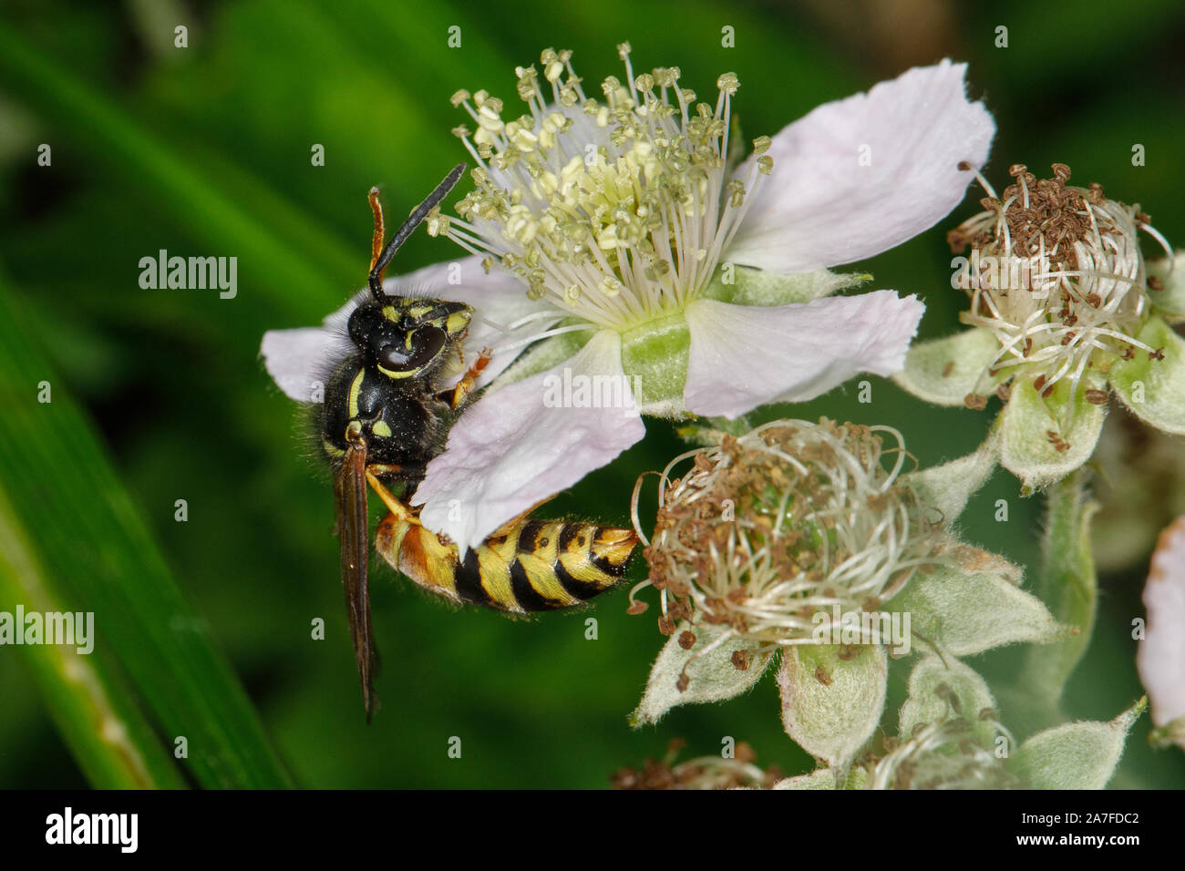 Red Wasp, Vespula rufa Foto Stock