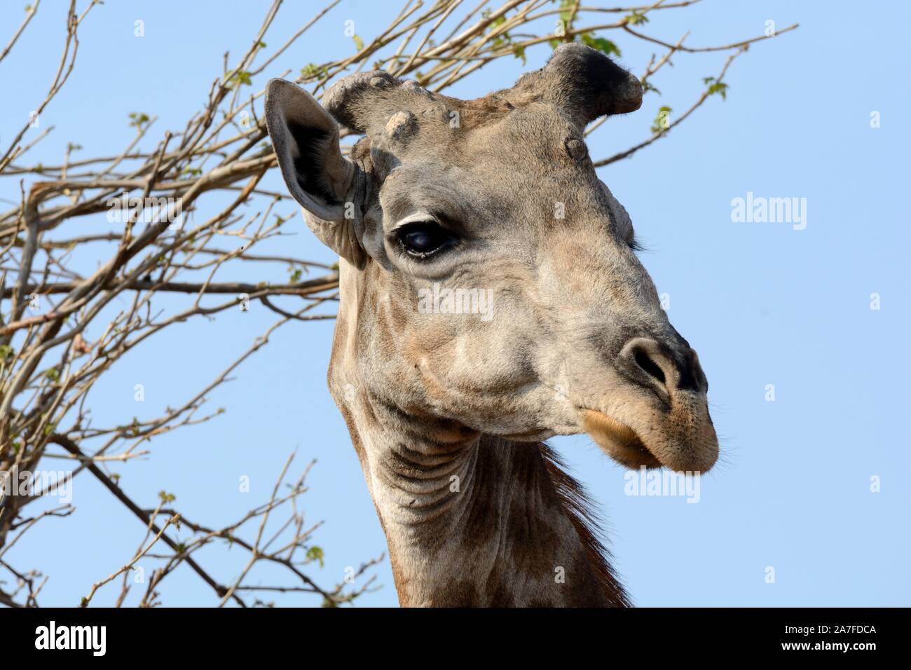 South African giraffa giraffa del capo close up dettaglio della faccia di testa Moremi Game Reserve Okavango Delta Africa Bostwana Foto Stock