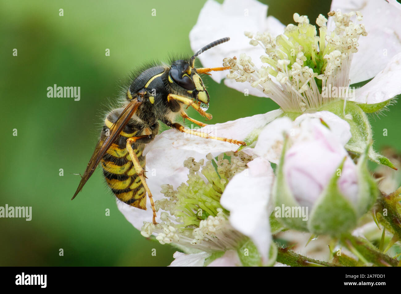 Wasp sassone, Dolichovespula saxonica Foto Stock