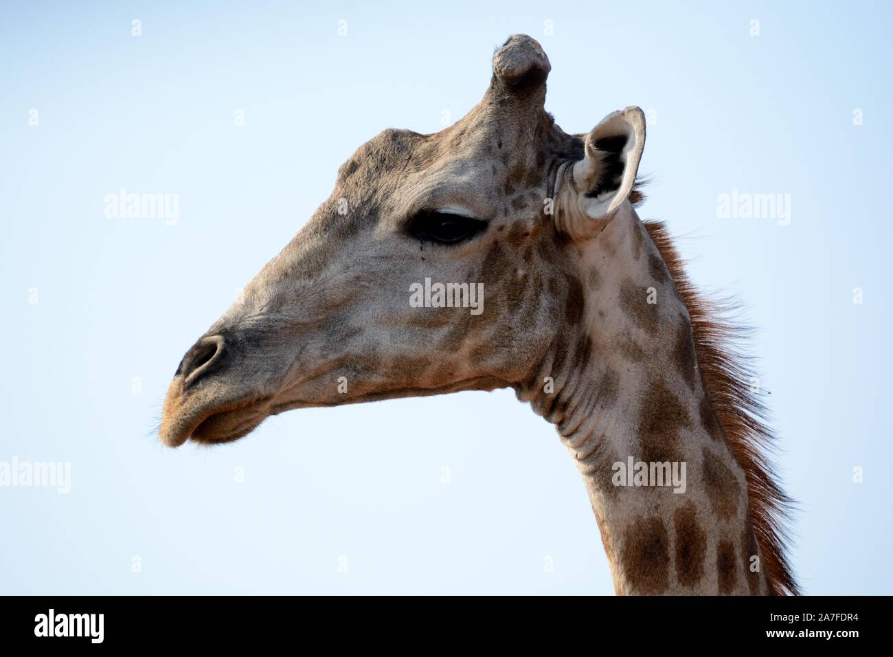 South African giraffa giraffa del capo close up dettaglio della faccia di testa Moremi Game Reserve Okavango Delta Africa Bostwana Foto Stock