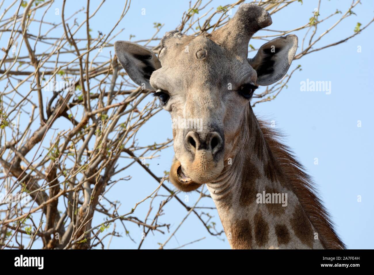 Close up di viso e testa di una giraffa mangiare masticare mostra denti usurati Moremi Game Reserve Okavango Delta Botswana Africa Foto Stock