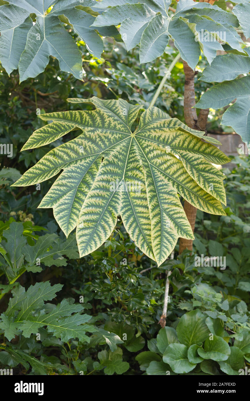 Tetrapanax papyrifer leaf Foto Stock