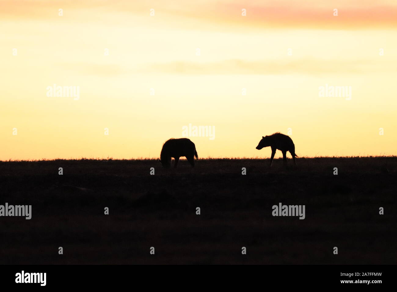 Spotted hyena silhouette nella savana africana. Foto Stock