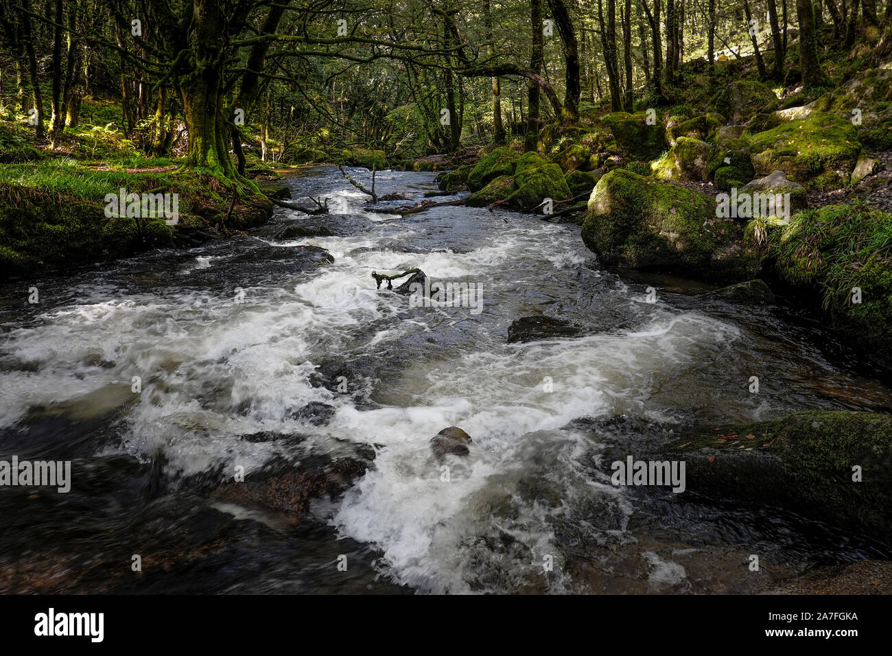 Il fiume Fowey fluente attraverso l'antico bosco di querce di legno Draynes in Cornovaglia. Foto Stock