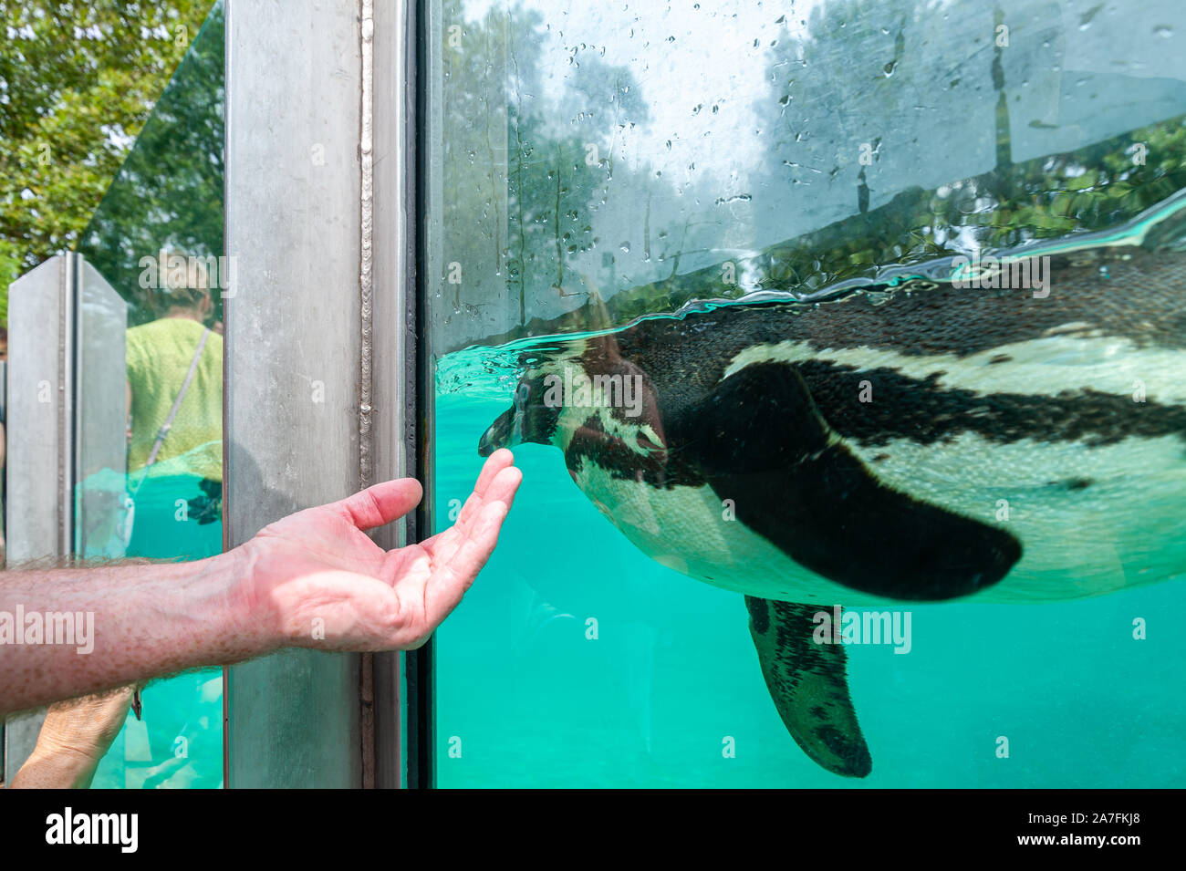 Londra, Regno Unito. 08-03-2019. ZSL London Zoo. Penguin Beach - Inghilterra del pinguino più grande piscina con splendida colonia di pinguini Humboldt. Foto Stock