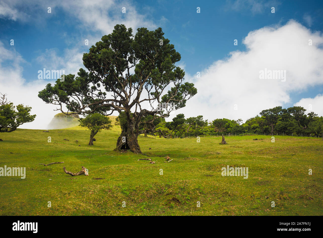 Lo splendido paesaggio di antichi alberi in Isola di Madeira - Portogallo Foto Stock