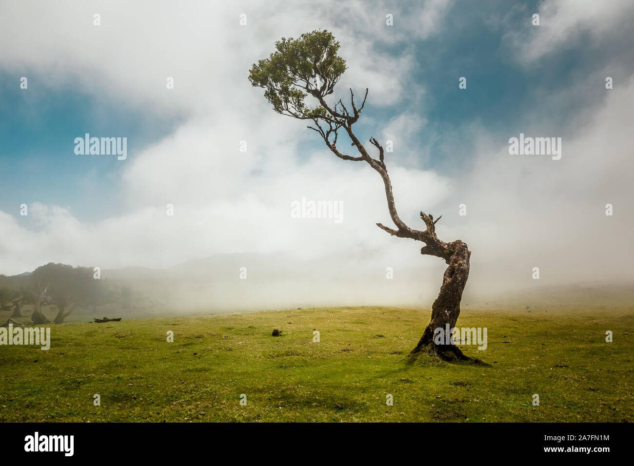 Lo splendido paesaggio di un antico albero in Isola di Madeira - Portogallo Foto Stock