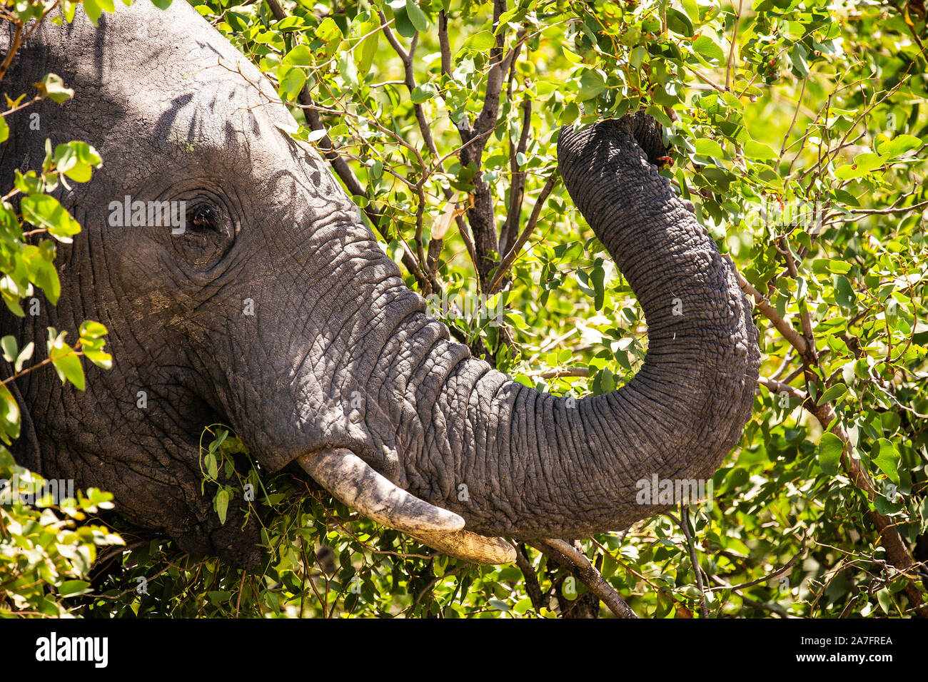 Un vicino l immagine di un elefante di alimentazione con il suo tronco in una struttura ad albero Foto Stock