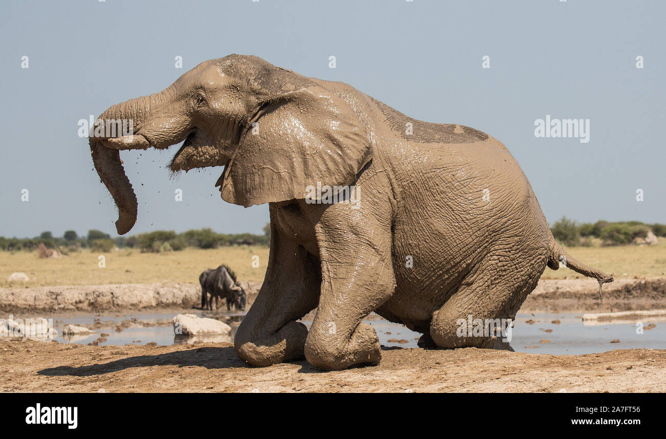 Un elefante coperto di fango in ginocchio sul bordo di un foro per l'acqua Foto Stock