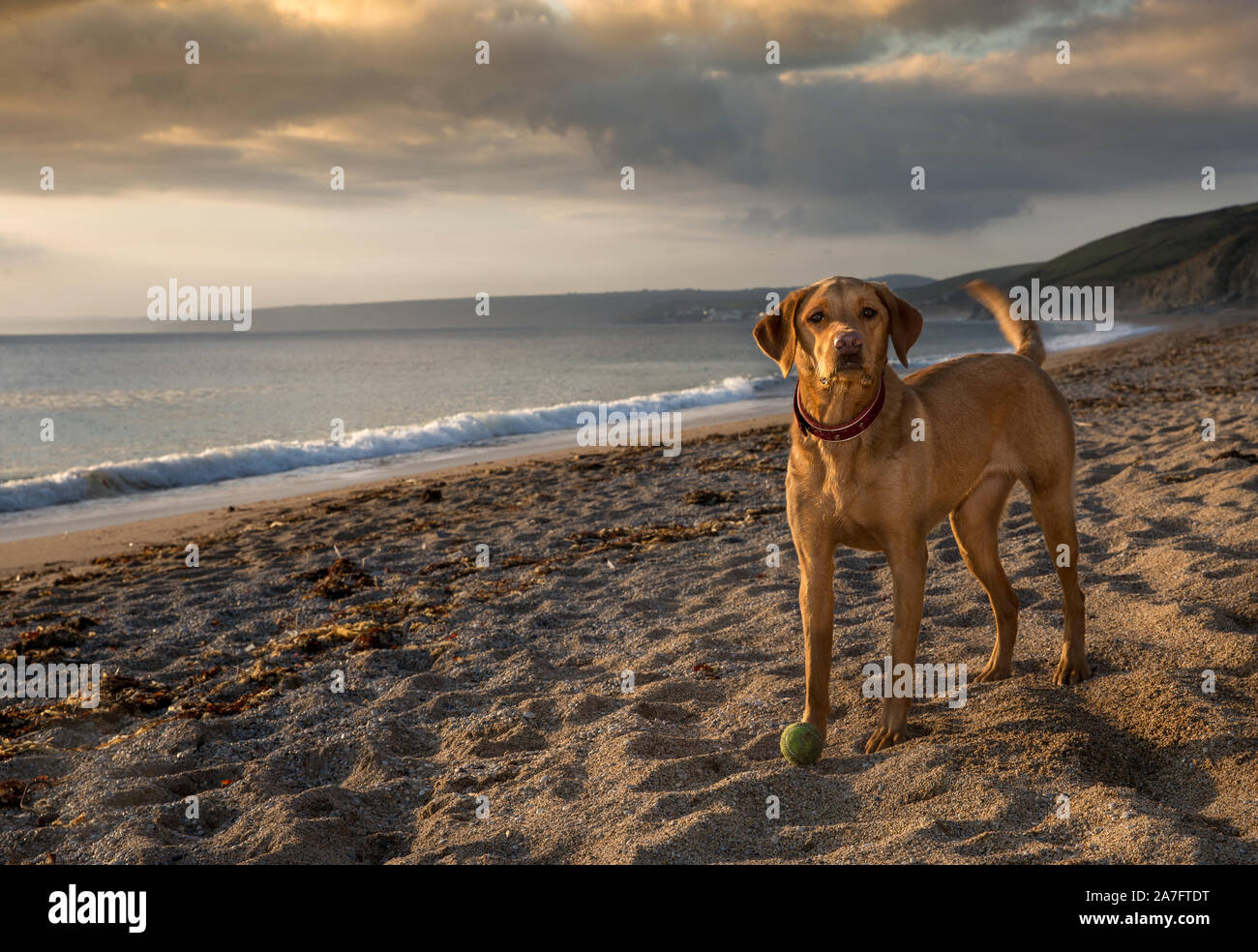 Giallo labrador retriever cane in piedi su una spiaggia della Cornovaglia al tramonto guardando, sani e in forma durante un cane di un inizio di mattina dog walk Foto Stock