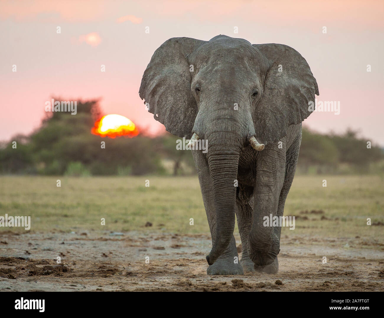 Elefante africano a camminare verso la fotocamera al tramonto. Foto Stock