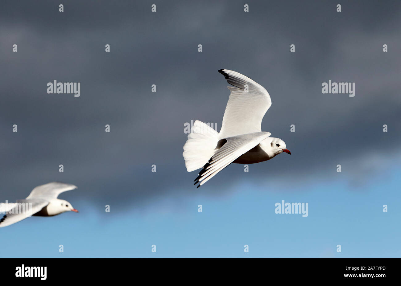 Due a testa nera i gabbiani con piumaggio invernale volare nel cielo del Lough Neagh County Londonderry Irlanda del Nord Foto Stock