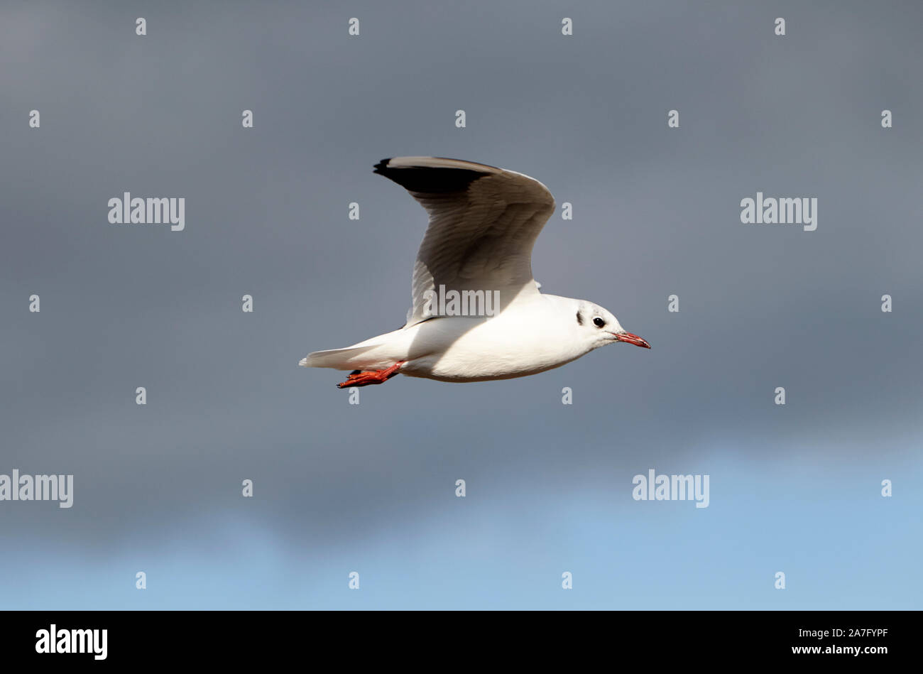 A testa nera gabbiano con piumaggio invernale battenti ballyronan Lough Neagh County Londonderry Irlanda del Nord Foto Stock