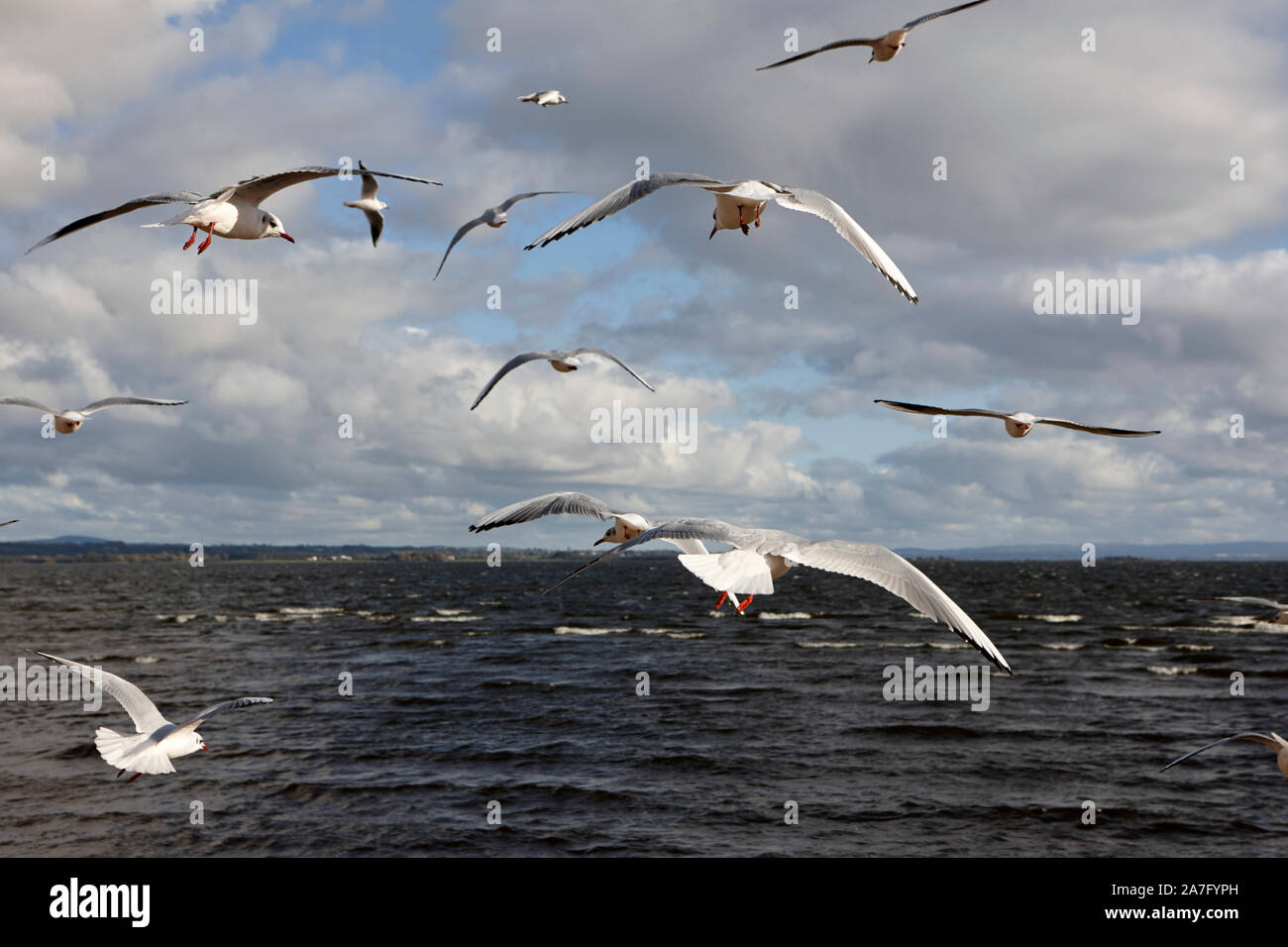 Gregge di black-guidato i gabbiani con piumaggio invernale volare sopra le sponde del ballyronan Lough Neagh County Londonderry Irlanda del Nord Foto Stock