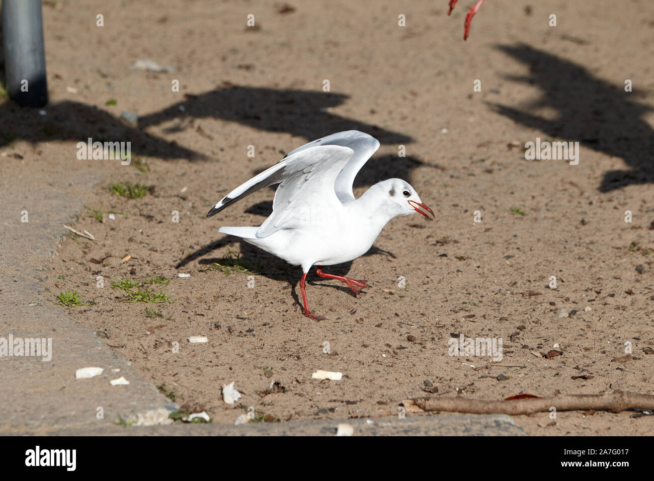 Singola nera-headed gull con piumaggio invernale di mangiare pane sulla spiaggia di sabbia sulle rive del ballyronan Lough Neagh County Londonderry Irlanda del Nord Foto Stock