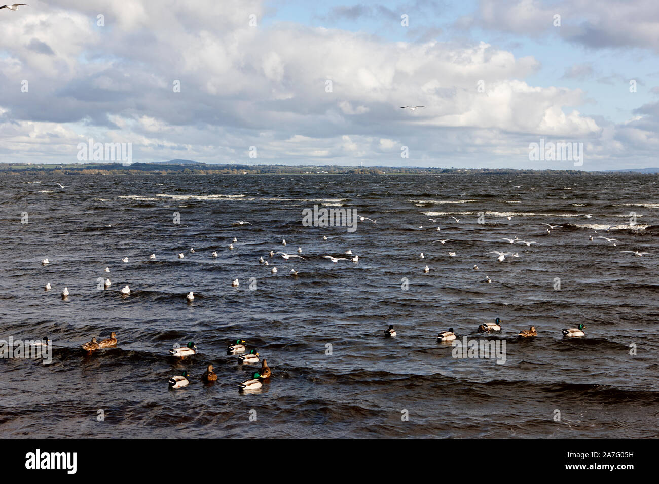 Uccelli selvatici compresi anatre e a testa nera i gabbiani sulla riva a ballyronan Lough Neagh County Londonderry Irlanda del Nord Foto Stock