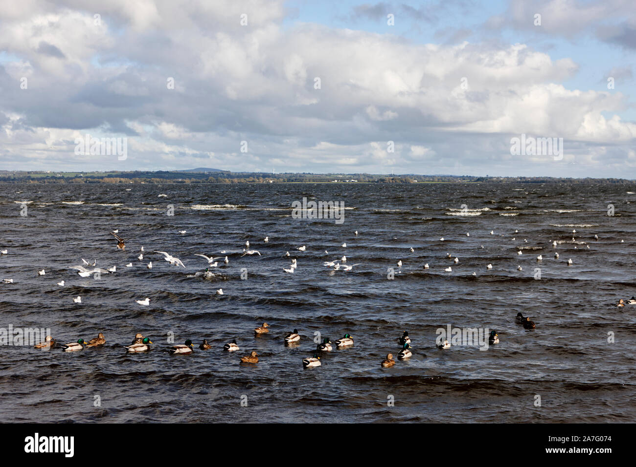 Uccelli selvatici compresi anatre e a testa nera i gabbiani sulla riva a ballyronan Lough Neagh County Londonderry Irlanda del Nord Foto Stock