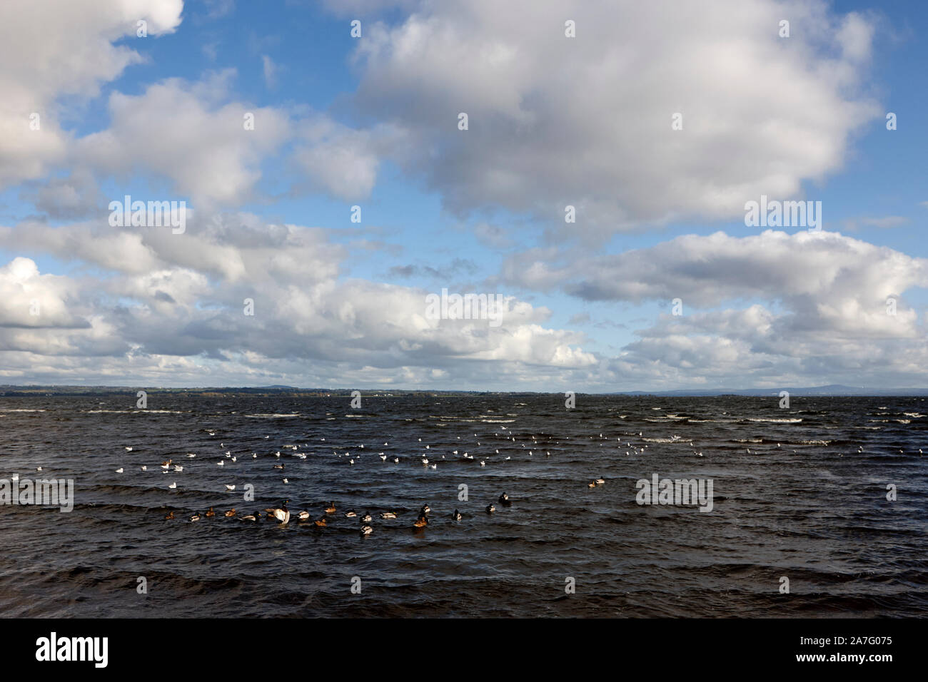 Uccelli selvatici compresi anatre e a testa nera i gabbiani sulla riva a ballyronan Lough Neagh County Londonderry Irlanda del Nord Foto Stock