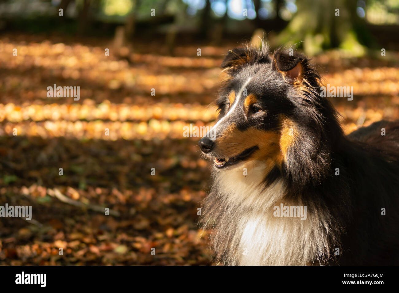 Sheltie nella foresta Foto Stock