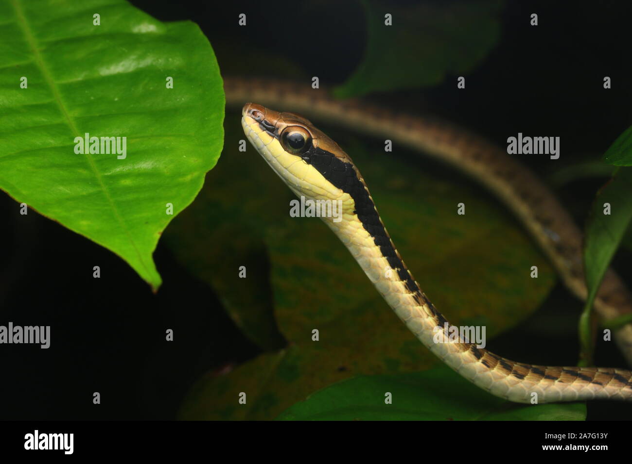 Bronzeback striato, striati Tree Snake, Dendrelaphis striatus, o di Cohn Bronzeback è una delle 8 specie bronzeback nella penisola malese Foto Stock