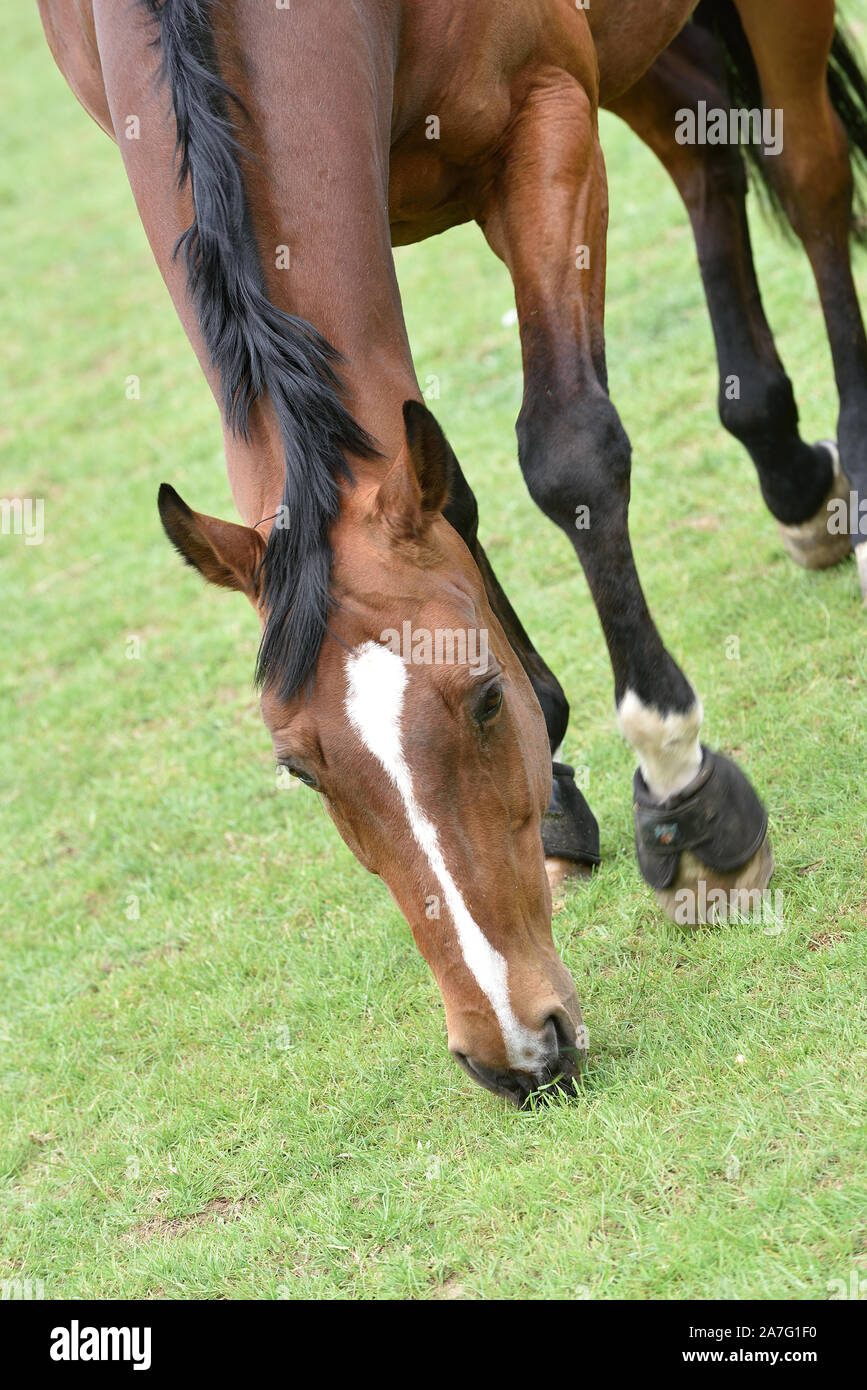 I cavalli tenuti nel paddock aperto Foto Stock