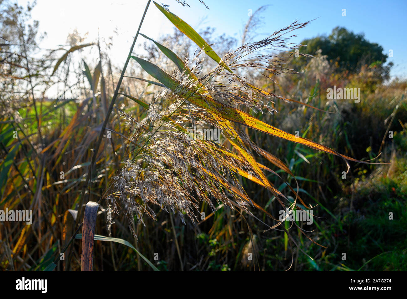 Fiorente Autumnally erba Foto Stock