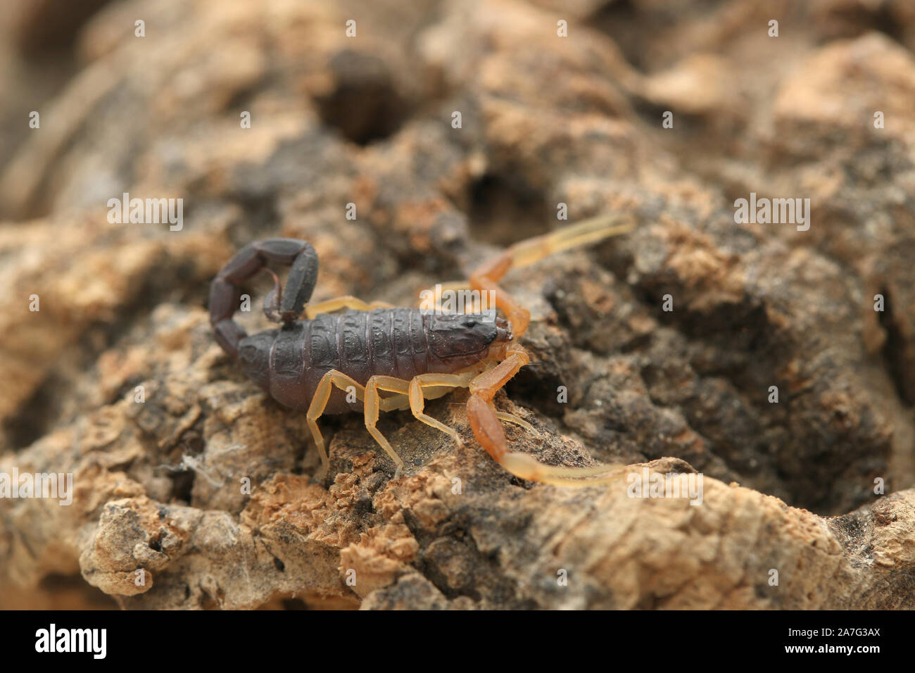 Hottenttota franzwerneri, Hottentotta, Buthidae, Scorpion Foto Stock