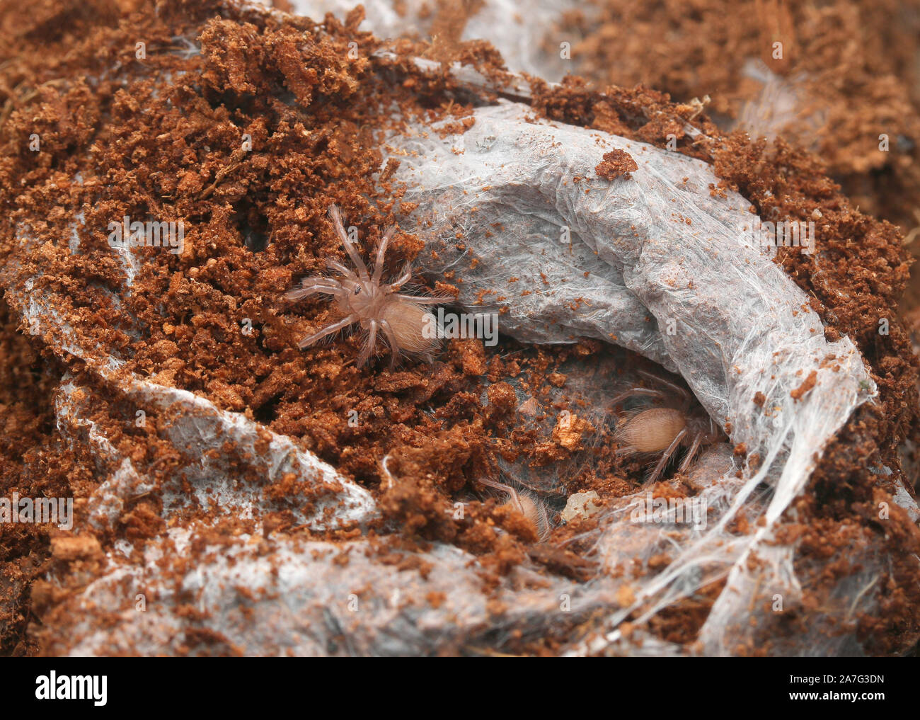 Burst babbuino cornuto tarantola o africano retro-cornuto tarantola babbuino, Ceratogyrus darlingi e neonati Foto Stock