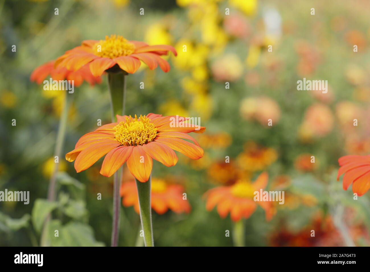 Tithonia rotundifolia "Torcia' fiori in una notte di fine estate di confine del giardino nel Nottinghamshire, Regno Unito Foto Stock