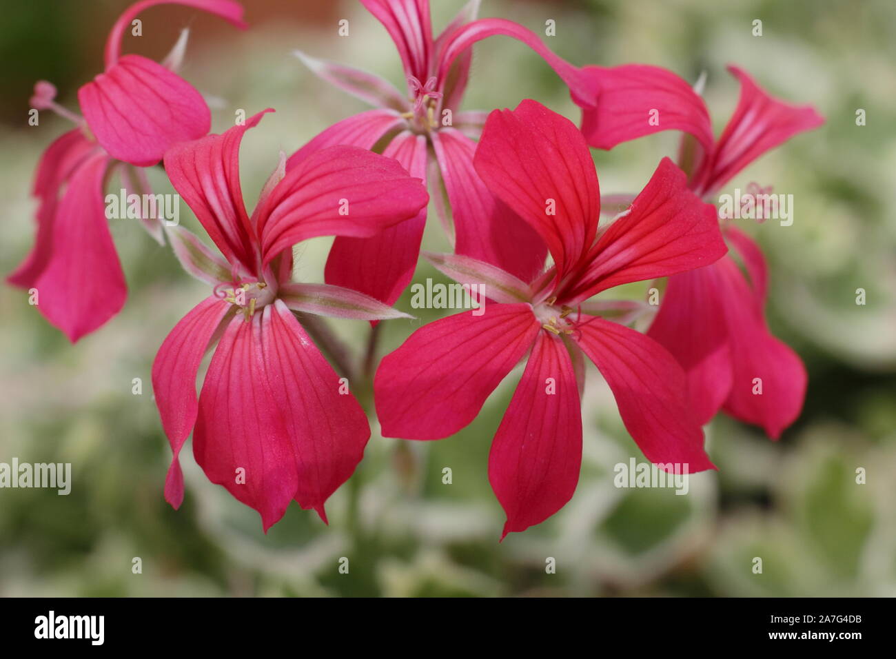 Pelargonium 'Evka' visualizzazione rosso fiori e fogliame variegato in alte estate. Regno Unito Foto Stock