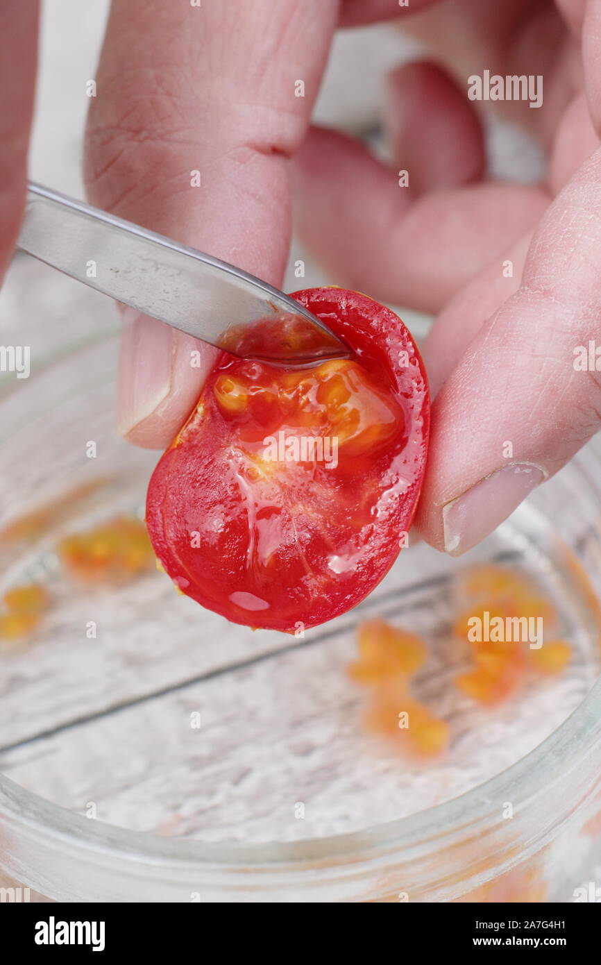 Solanum lycopersicum. Salvataggio di sementi di pomodoro da movimentare i semi in acqua per rimuovere il loro rivestimento prima essiccazione e stoccaggio. Foto Stock
