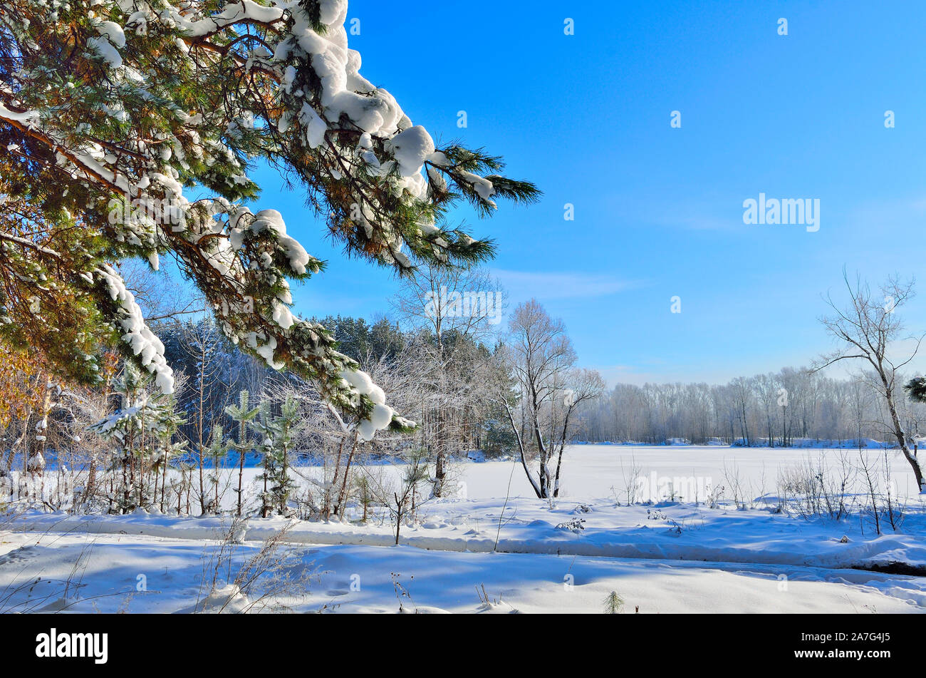 In inverno il paesaggio innevato con coperta di neve pino succursale in primo piano. Foresta con la neve e il gelo - coperto bellissimo paesaggio invernale a bright sunny Foto Stock