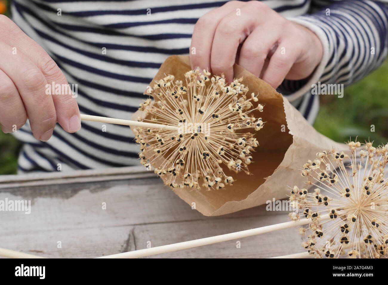 Allium hollandicum. La raccolta di seme da allium fiori e memorizzazione in un sacchetto di carta all'inizio dell'autunno. Regno Unito Foto Stock