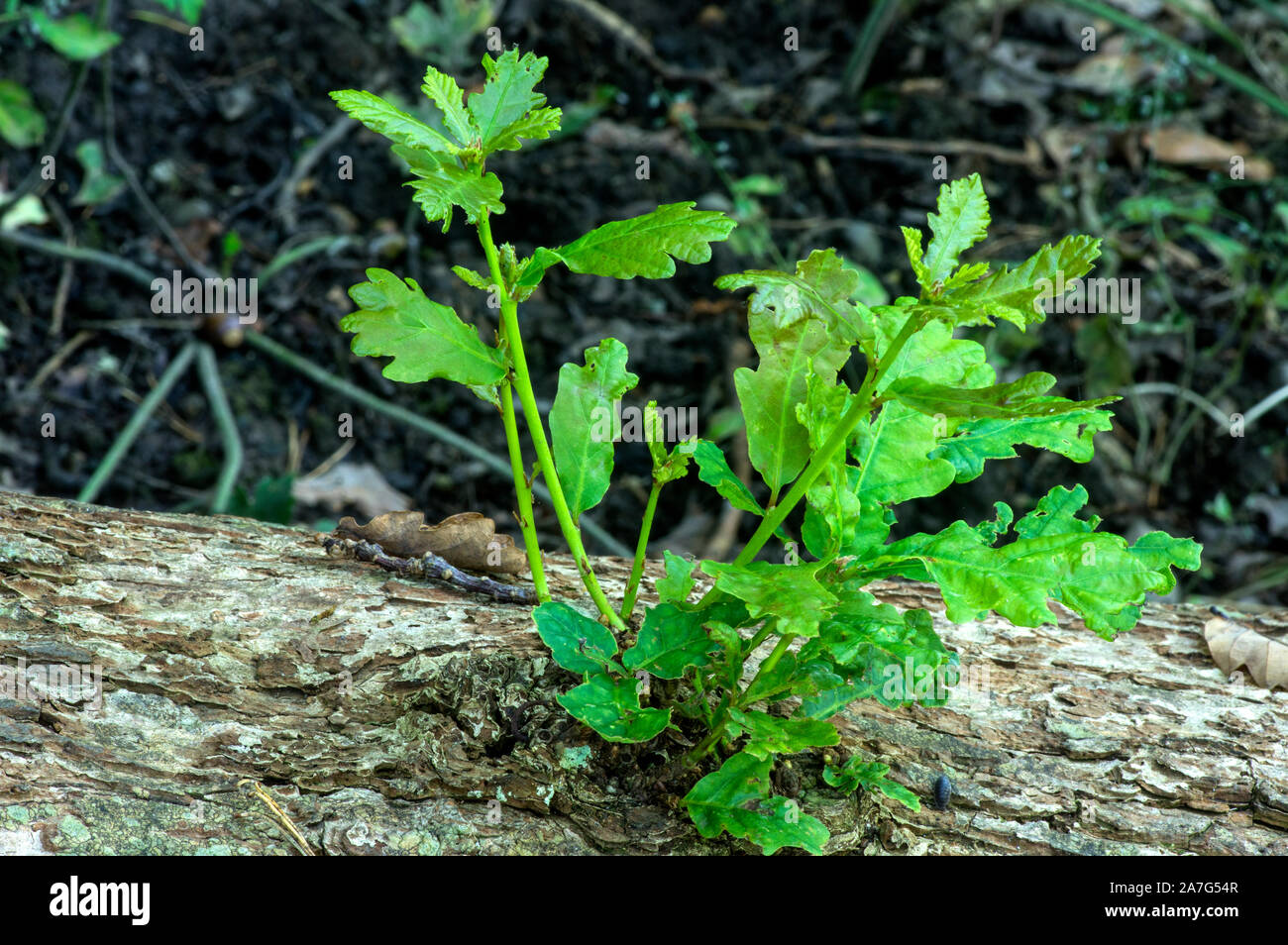 Un log tagliato dalla caduta di una quercia la germogliazione nuova crescita pur non avendo radici. Foto Stock