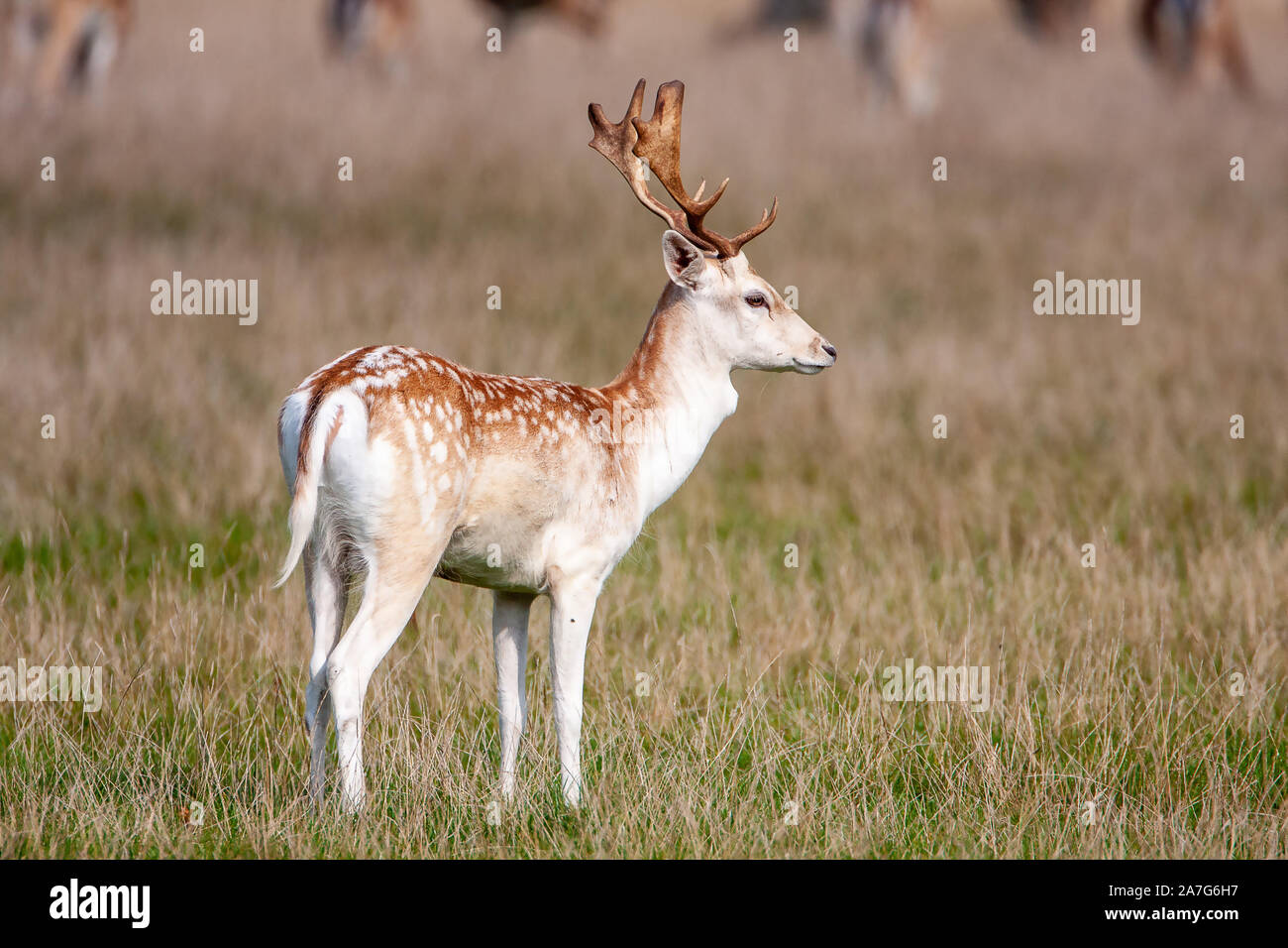 Daini, (Dama Dama), Comune: castagno rivestire con mottles bianco è più pronunciato in estate con una molto più scuri, immacolata ricoprire d'inverno. Foto Stock