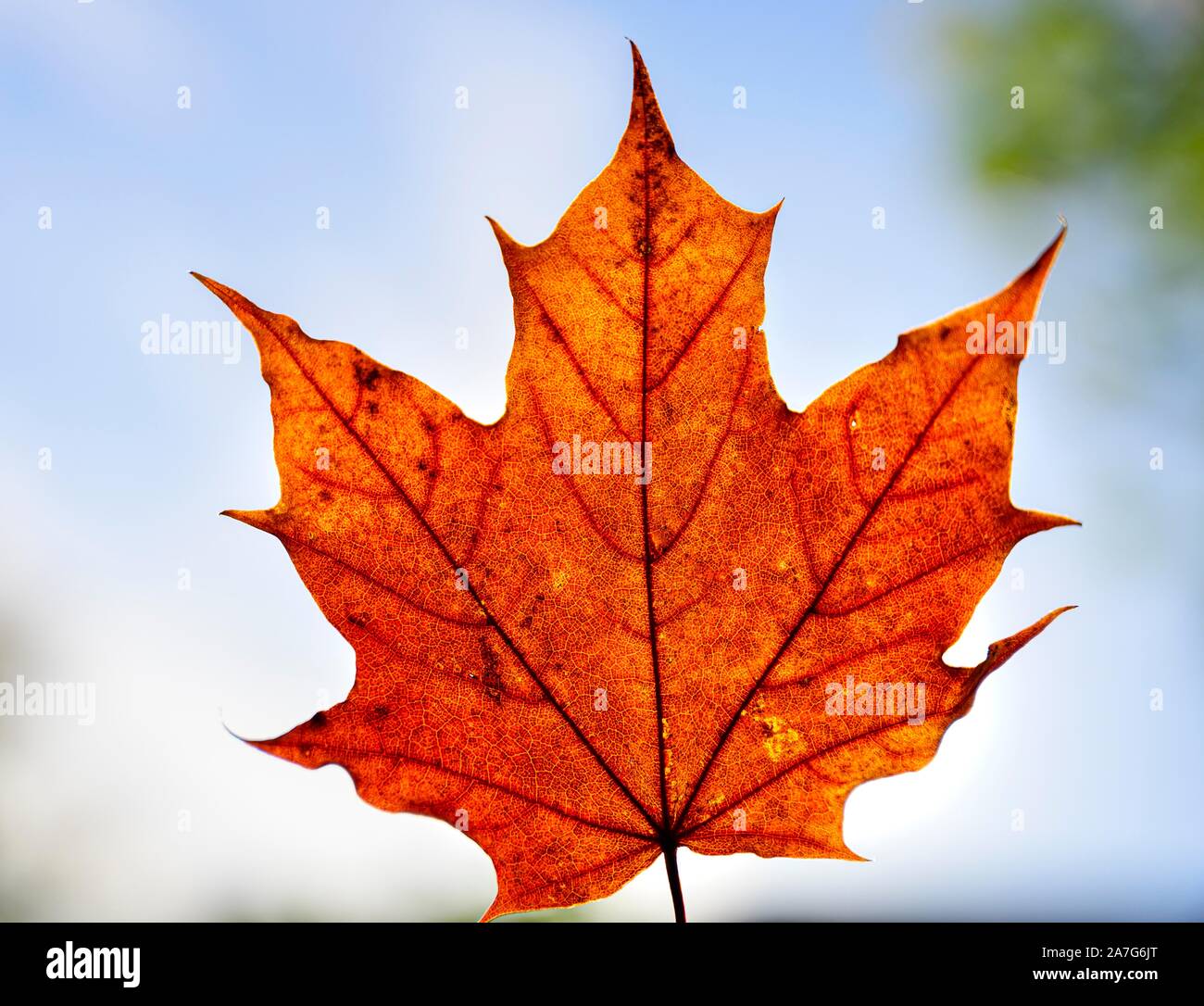 Maple (Acer), autunno red Maple Leaf nella parte anteriore del cielo, Autunno, Monaco di Baviera, Germania Foto Stock