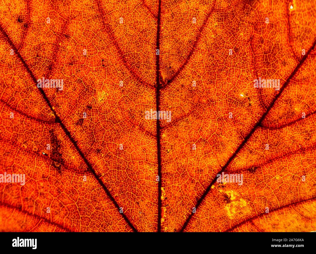 Maple (Acer), autunno rosse foglie di acero in autunno, close-up, Germania Foto Stock