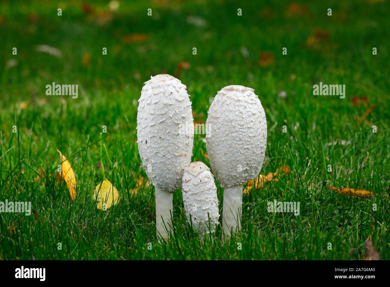 Shaggy cappucci di inchiostro (Coprinus comatus), gruppo di funghi nel prato, Schleswig-Holstein, Germania Foto Stock