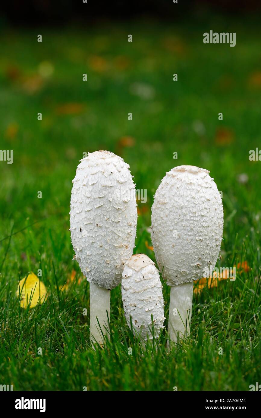 Shaggy cappucci di inchiostro (Coprinus comatus), gruppo di funghi nel prato, Schleswig-Holstein, Germania Foto Stock