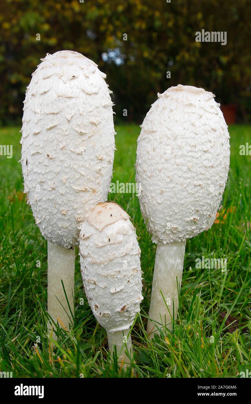 Shaggy cappucci di inchiostro (Coprinus comatus), gruppo di funghi nel prato, Schleswig-Holstein, Germania Foto Stock
