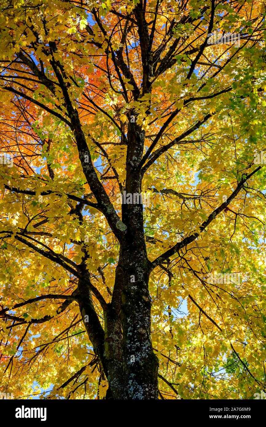 Maple (Acer), albero corona con il rosso e il giallo foglie colorate in autunno, Monaco di Baviera, Germania Foto Stock